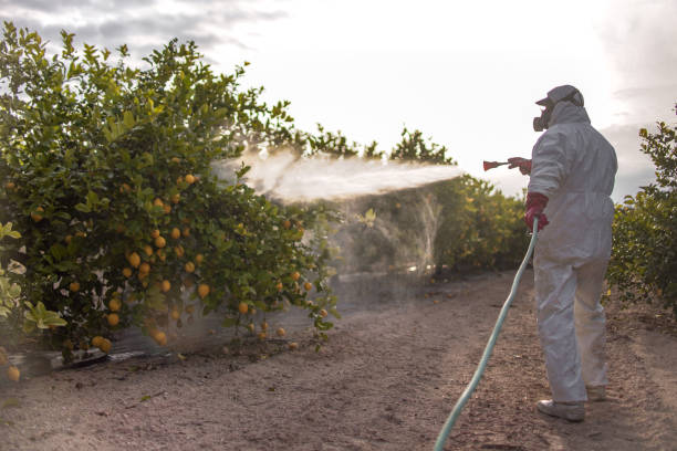 Best Exterminator Services  in Beachwood, NJ