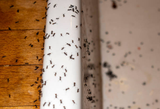 Best Exterminator Services  in Beachwood, NJ